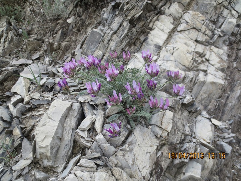 Astragalus onobrychioides photo 4