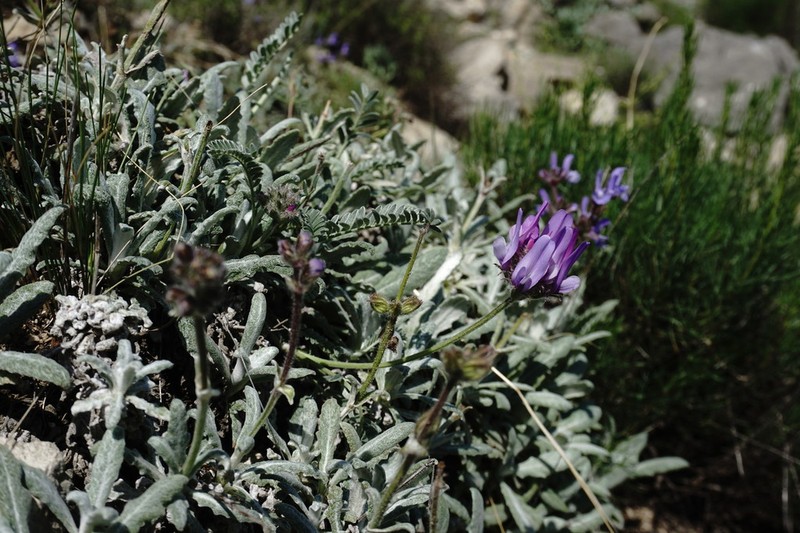 Astragalus onobrychioides photo 5