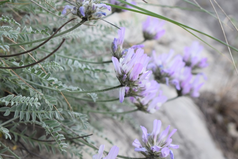 Astragalus onobrychioides photo 6