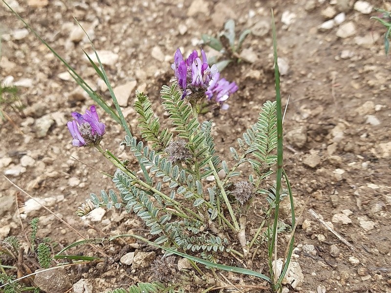 Astragalus onobrychioides photo 7