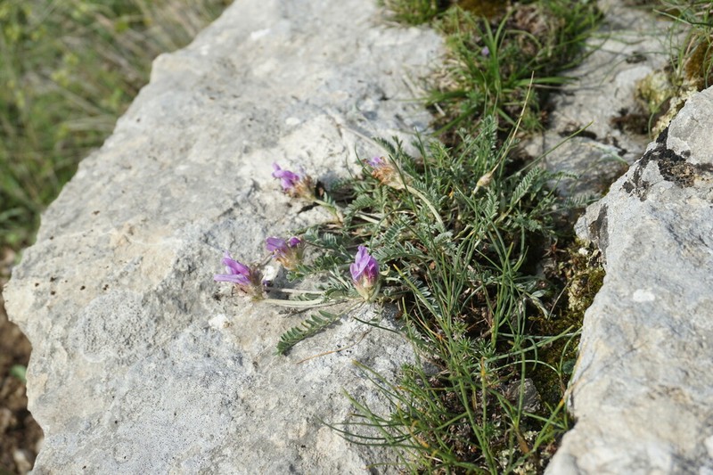 Astragalus onobrychioides photo 8