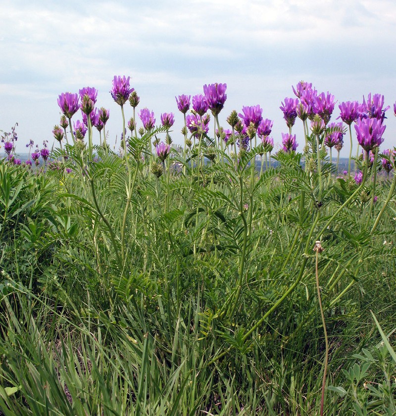 Astragalus onobrychis photo 3