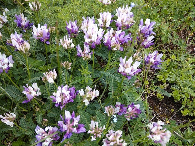 Astragalus onobrychis photo 4
