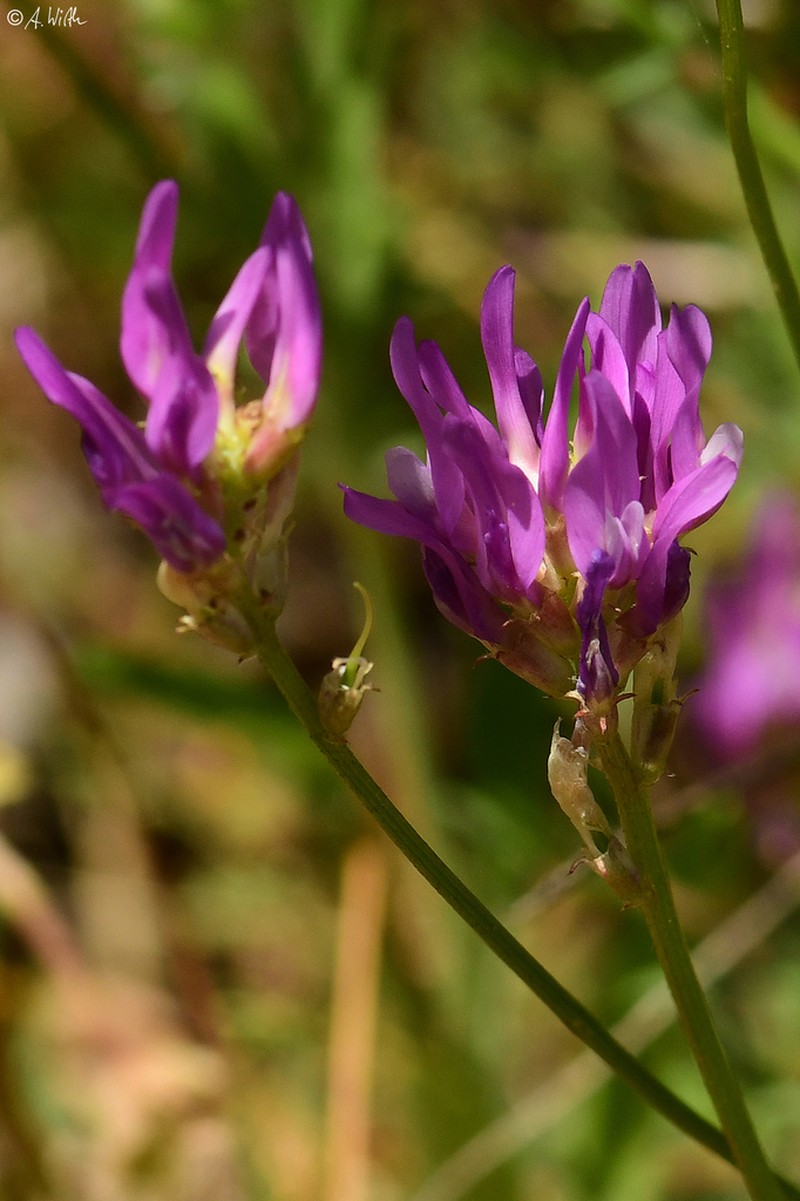 Astragalus onobrychis photo 5