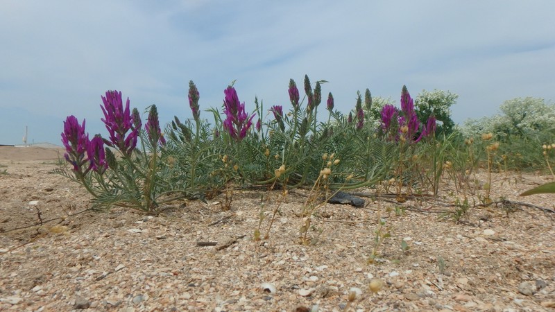Astragalus onobrychis photo 6