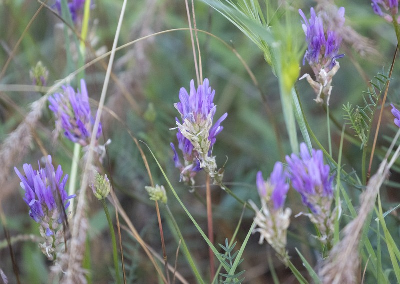 Astragalus onobrychis photo 7