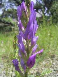 Astragalus onobrychis