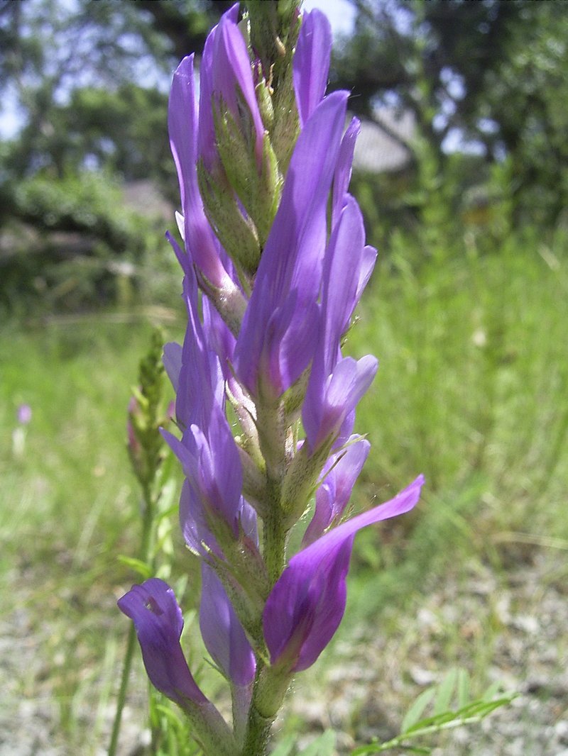 Astragalus onobrychis
