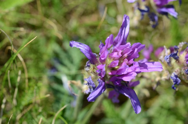 Astragalus onobrychis