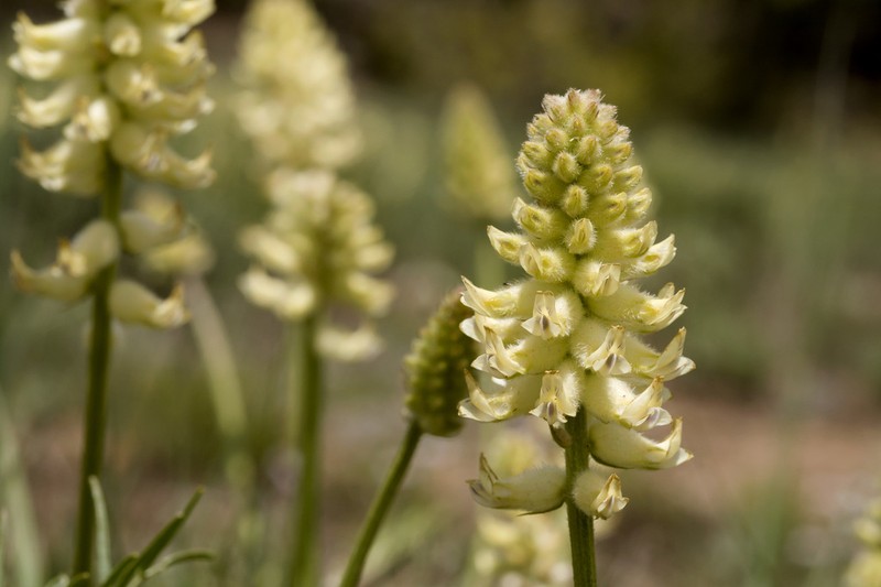 Arboles Milkvetch