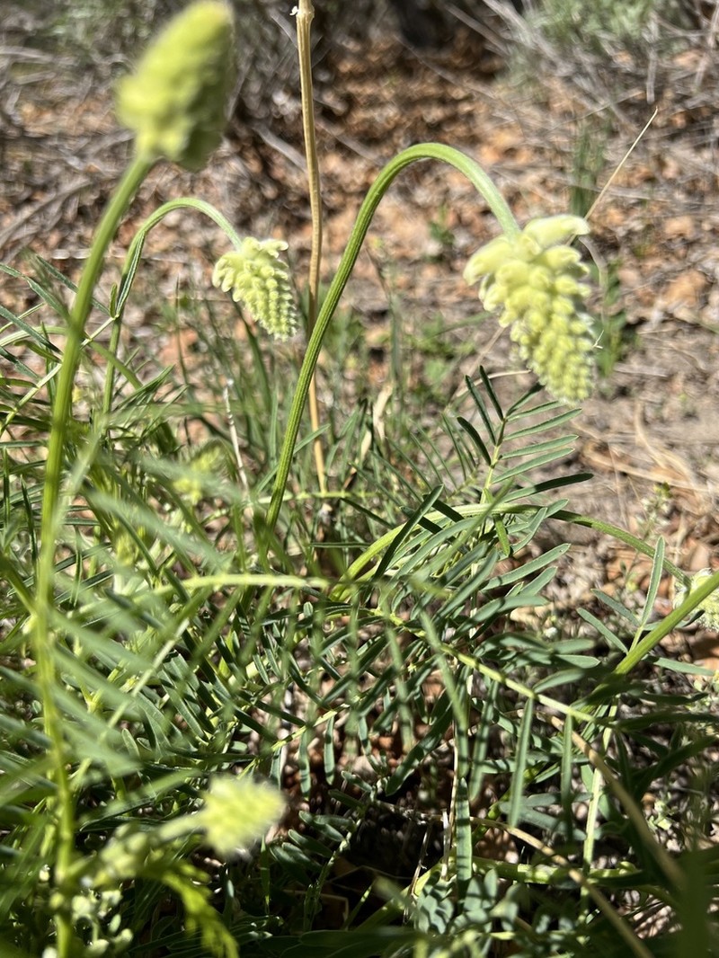 Arboles Milkvetch photo 2