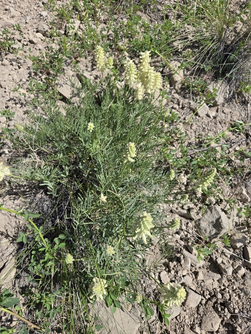 Arboles Milkvetch photo 3