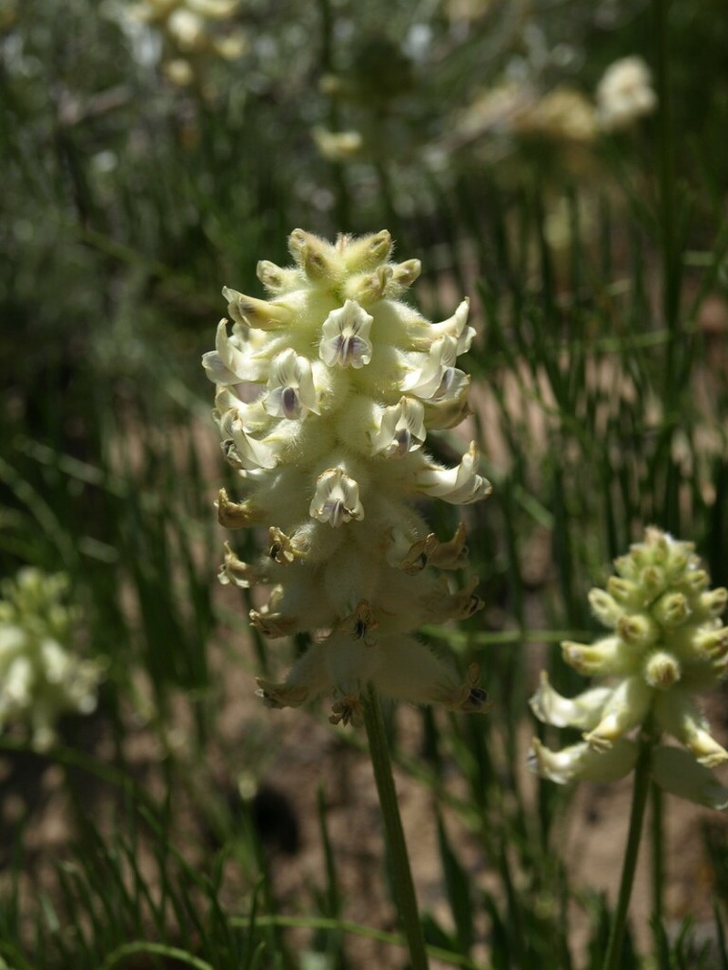 Arboles Milkvetch photo 4