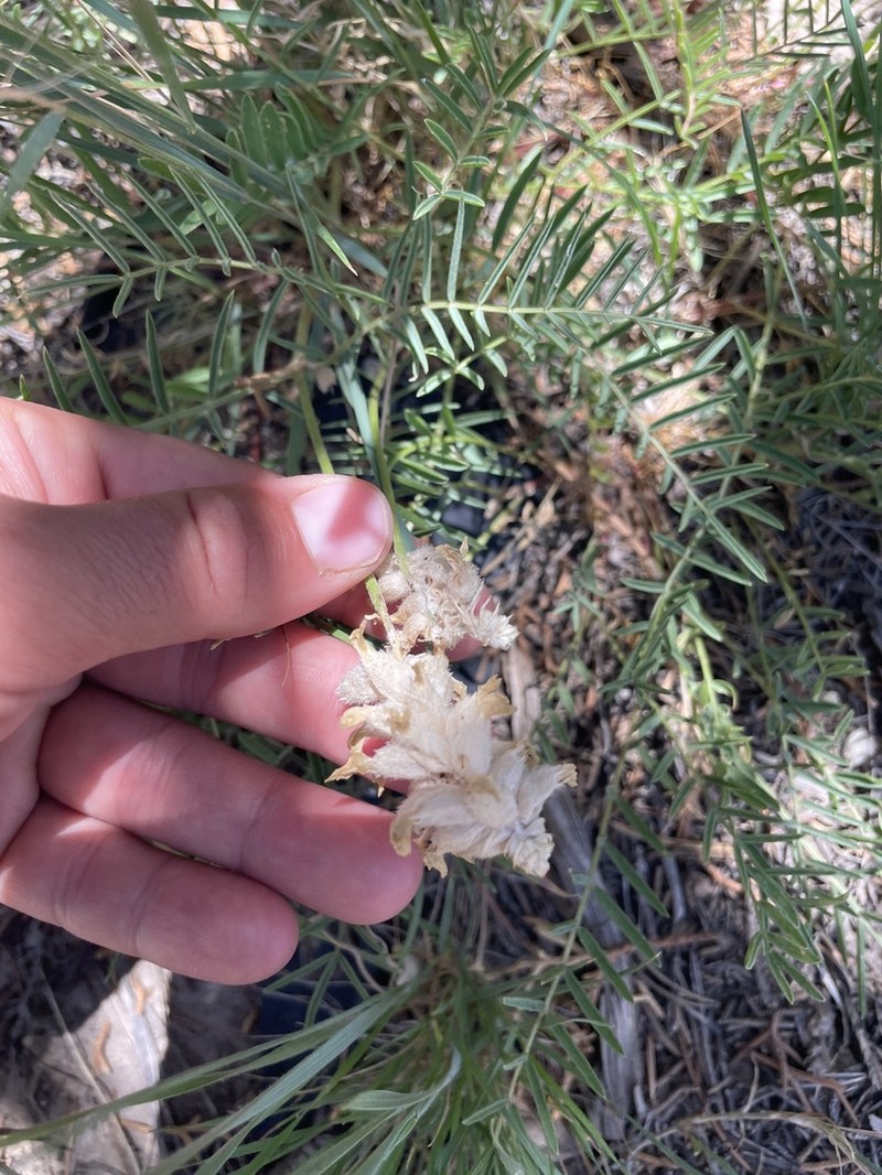 Arboles Milkvetch photo 5