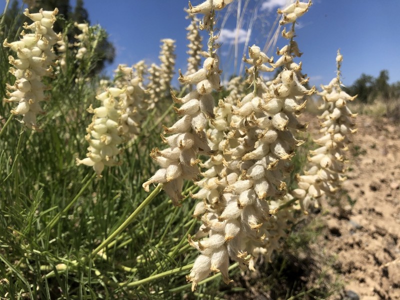 Arboles Milkvetch photo 6