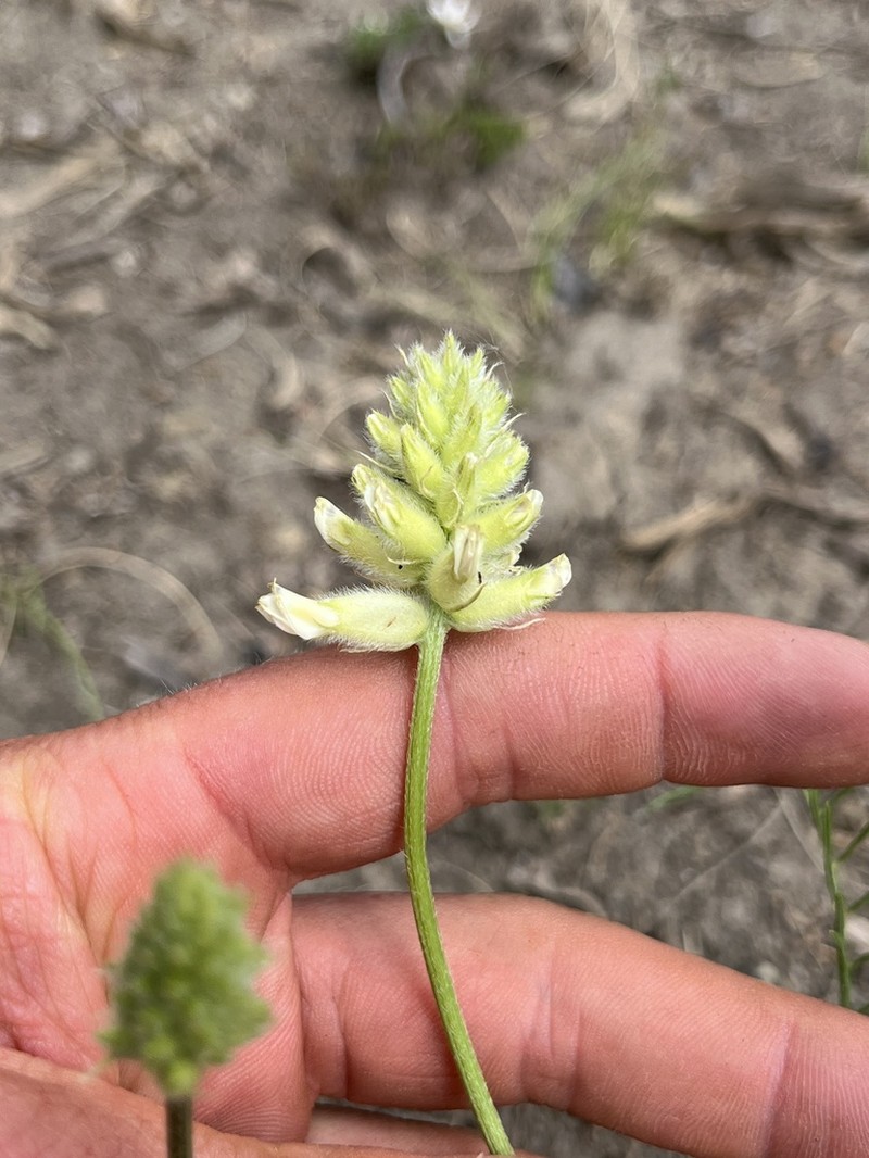 Arboles Milkvetch photo 7