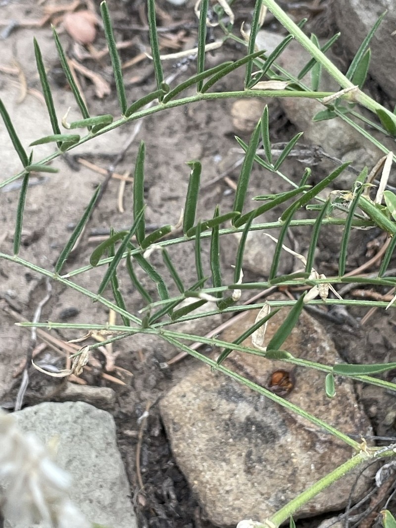 Arboles Milkvetch photo 8
