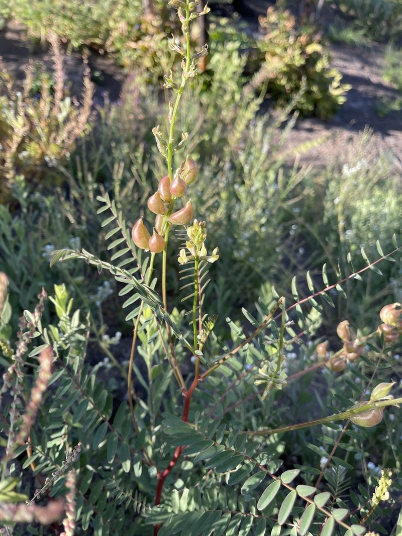 Descanso Milkvetch photo 3