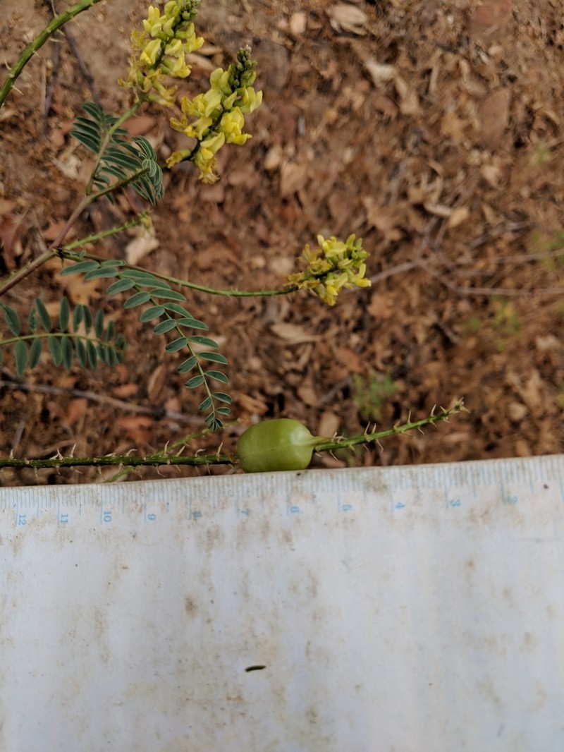 Descanso Milkvetch photo 4