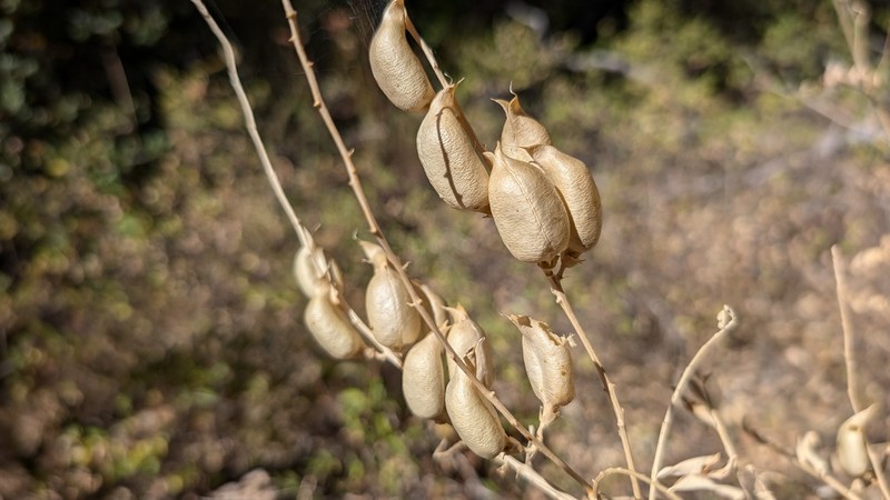 Descanso Milkvetch photo 5