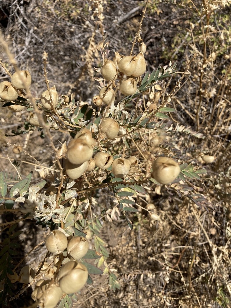 Descanso Milkvetch photo 6