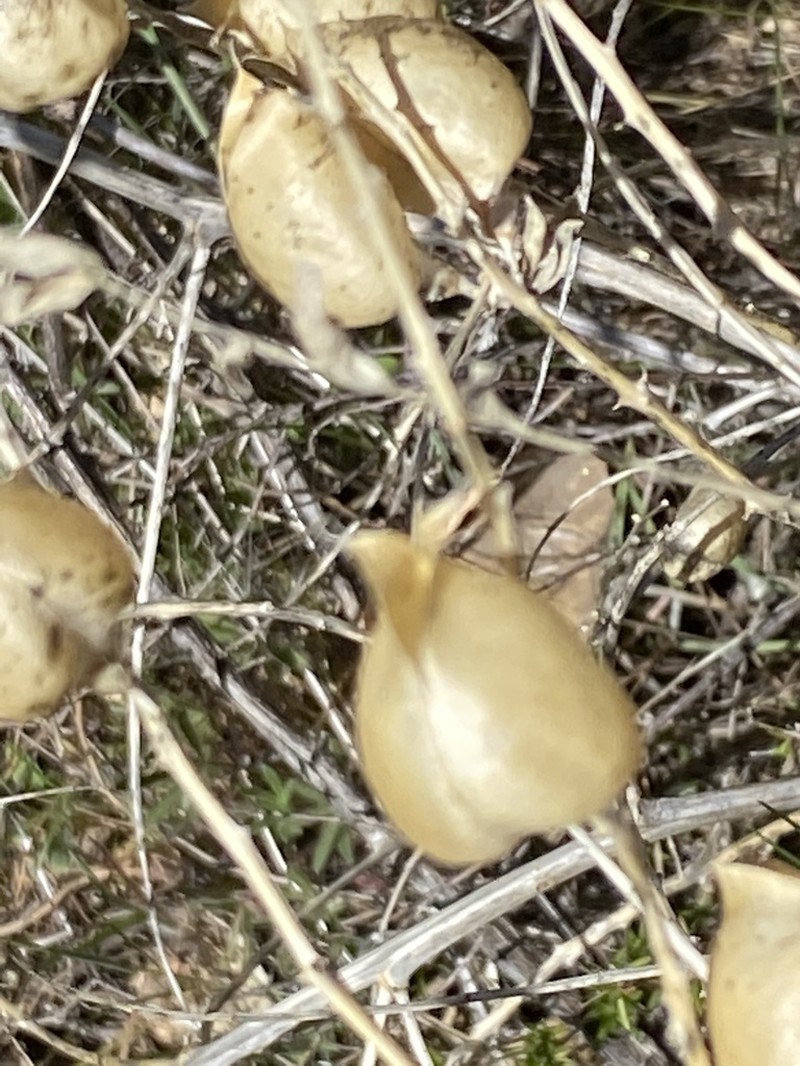 Descanso Milkvetch photo 7