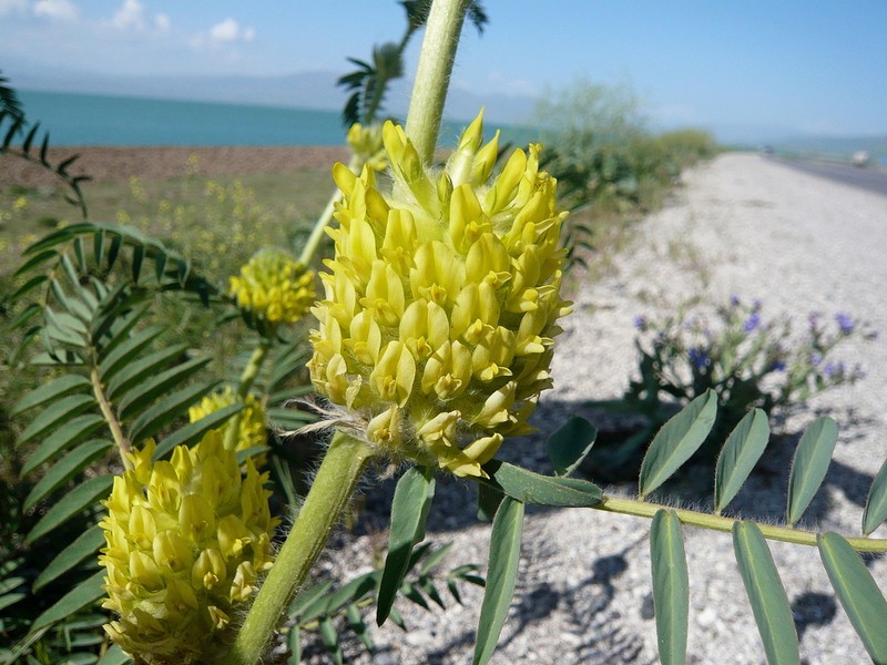 Astragalus oocephalus