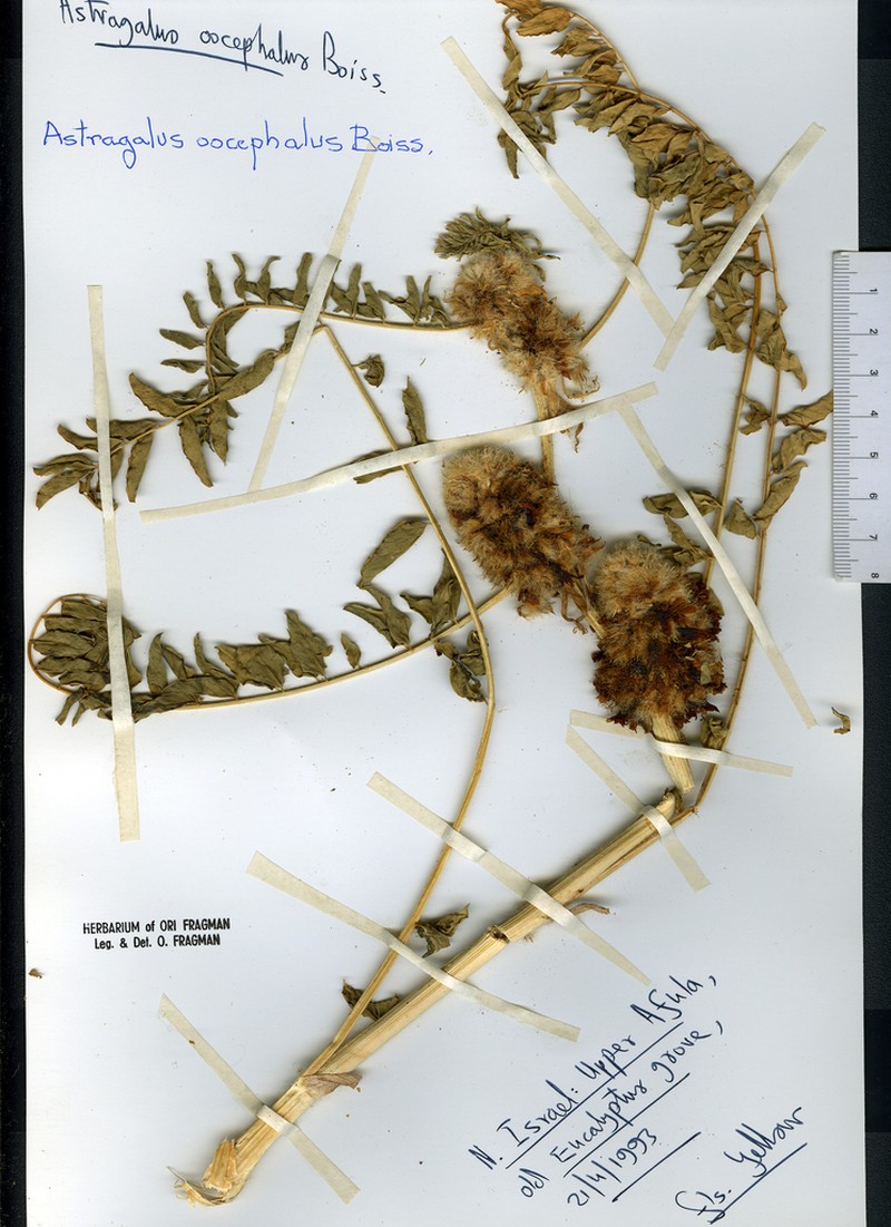 Astragalus oocephalus photo 2