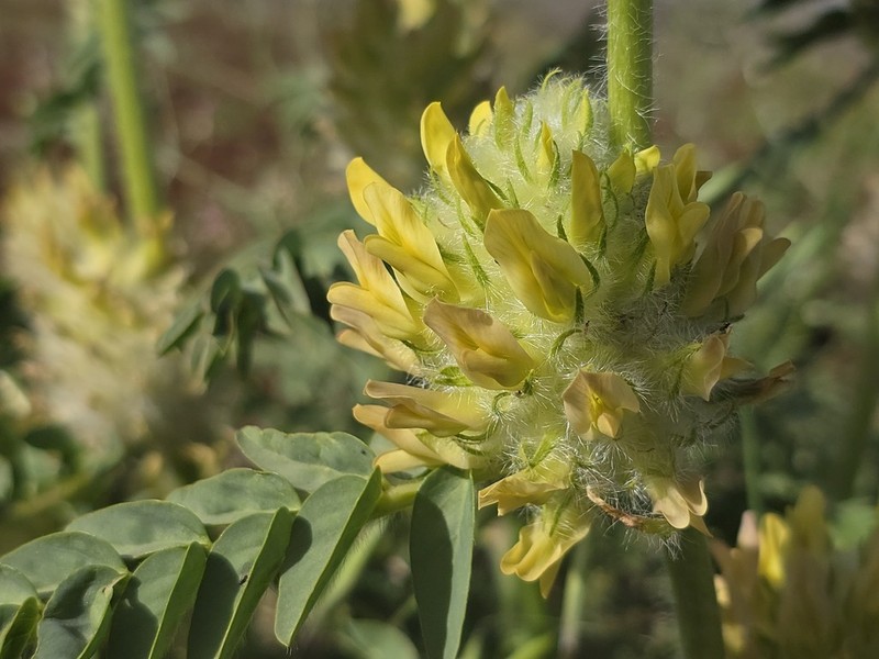 Astragalus oocephalus photo 3