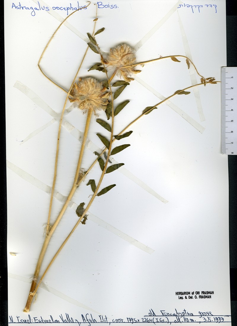 Astragalus oocephalus photo 4