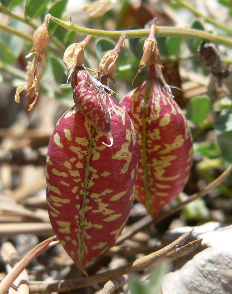 Egg Milkvetch