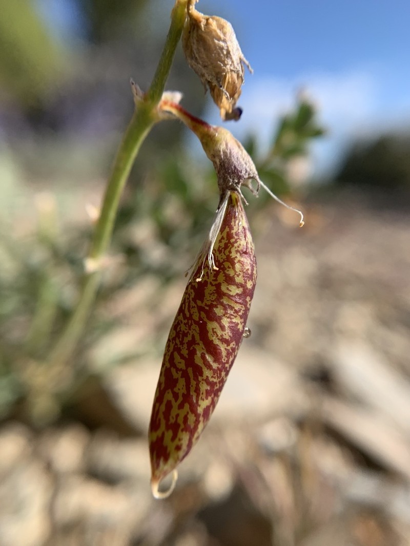 Egg Milkvetch photo 3