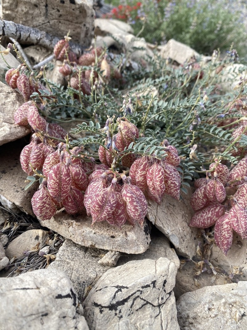 Egg Milkvetch photo 4