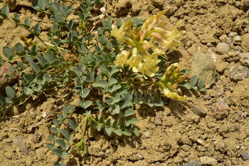 Egg Milkvetch photo 6