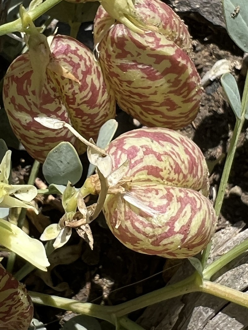 Egg Milkvetch photo 7