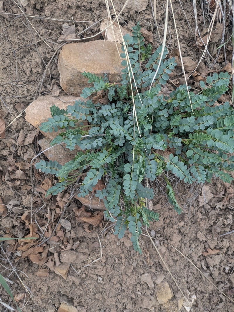 Astragalus oophorus var. caulescens