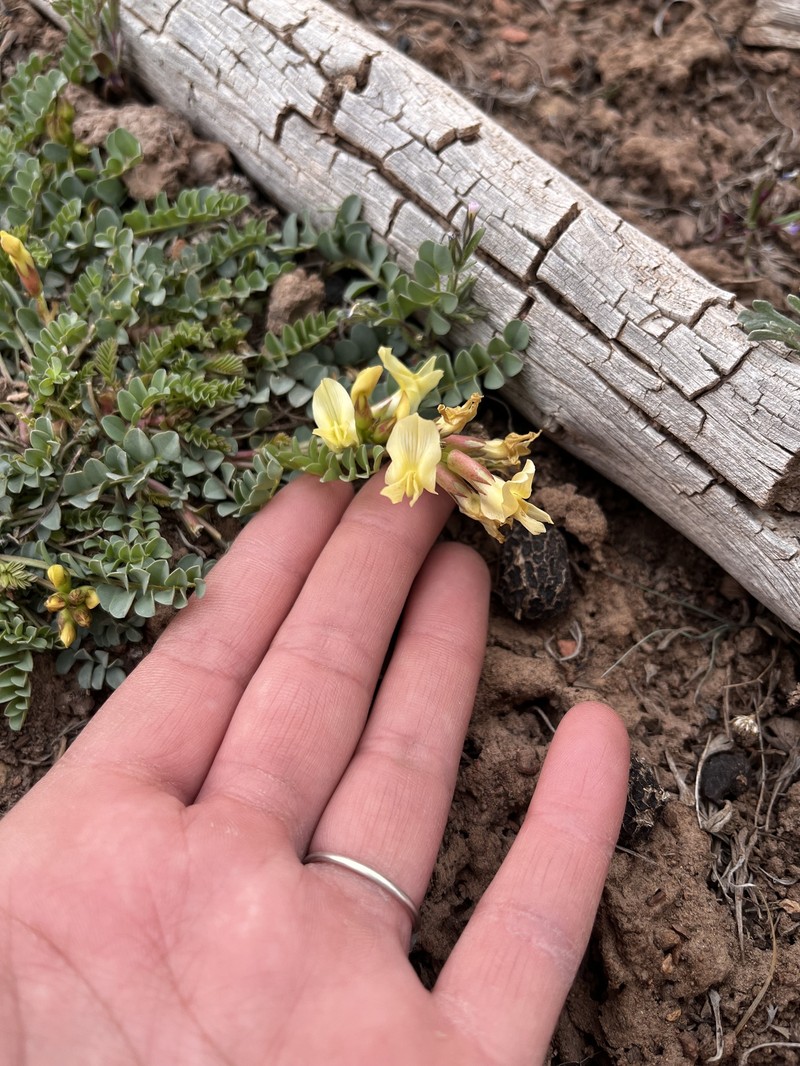 Astragalus oophorus var. caulescens photo 2