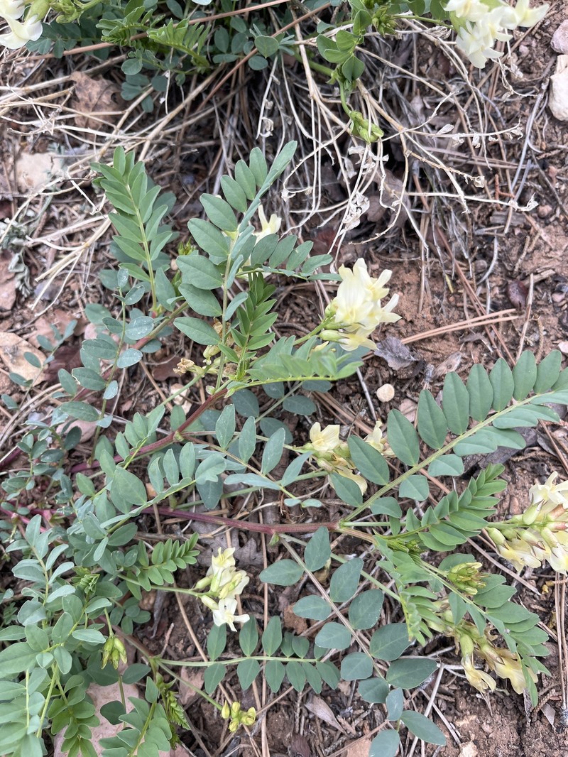 Astragalus oophorus var. caulescens photo 3