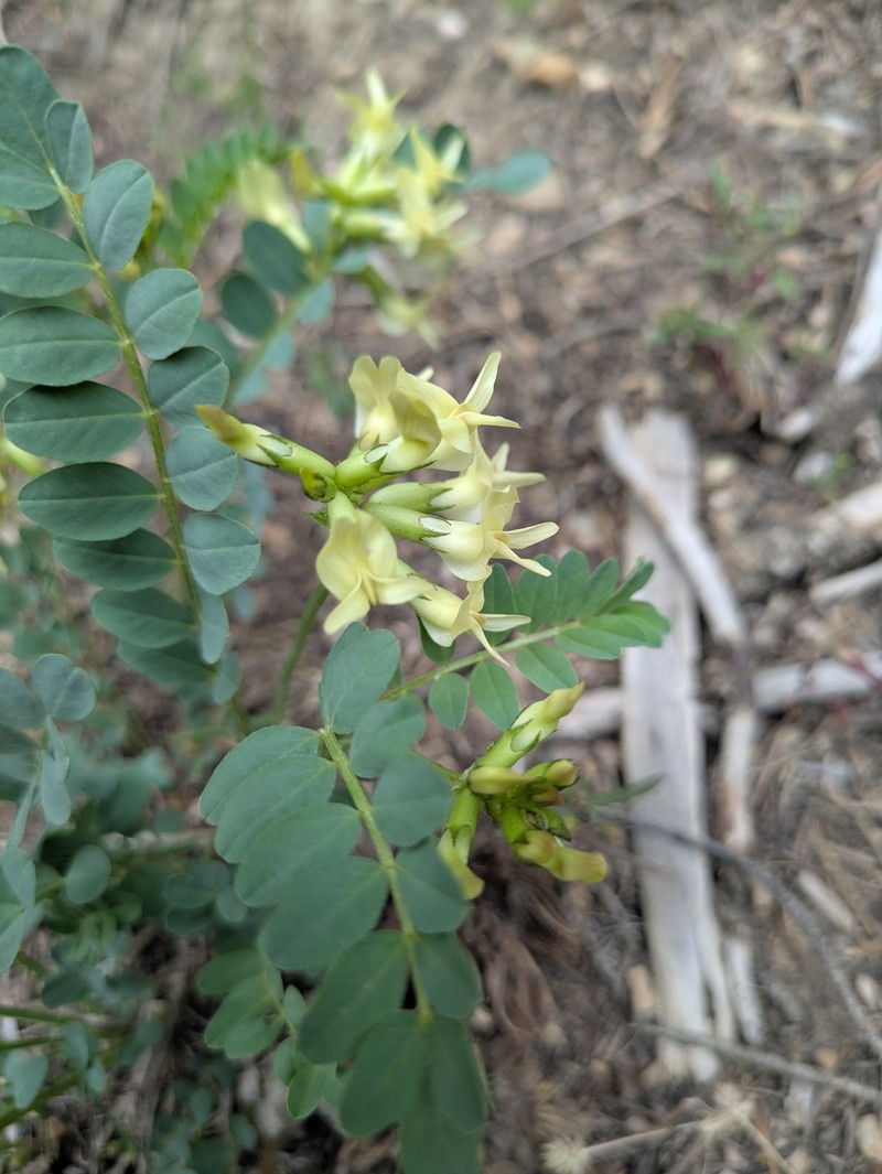 Astragalus oophorus var. caulescens photo 4