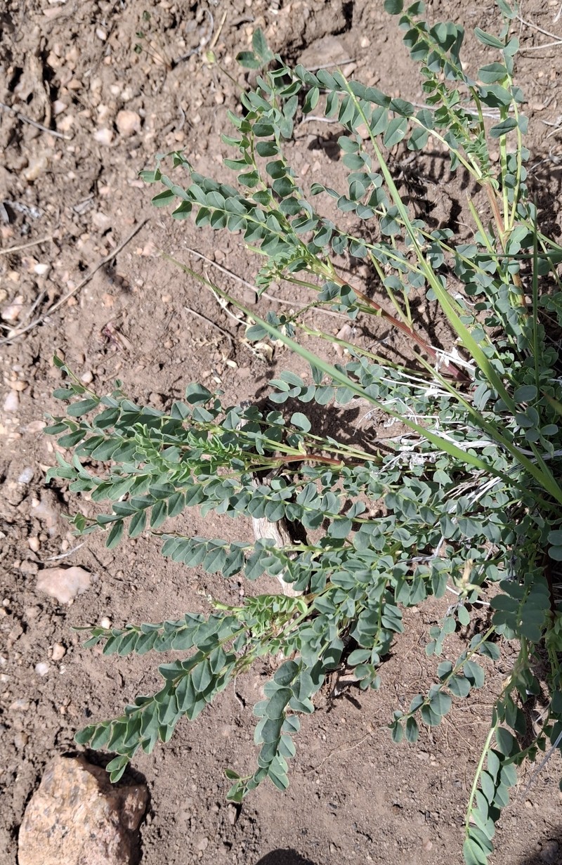 Astragalus oophorus var. caulescens photo 5