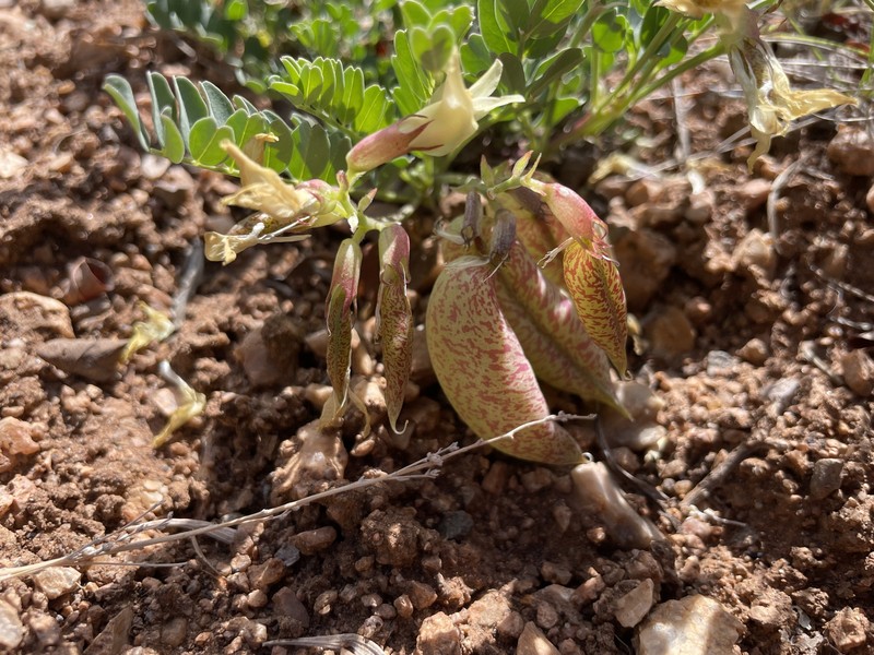 Astragalus oophorus var. caulescens photo 6