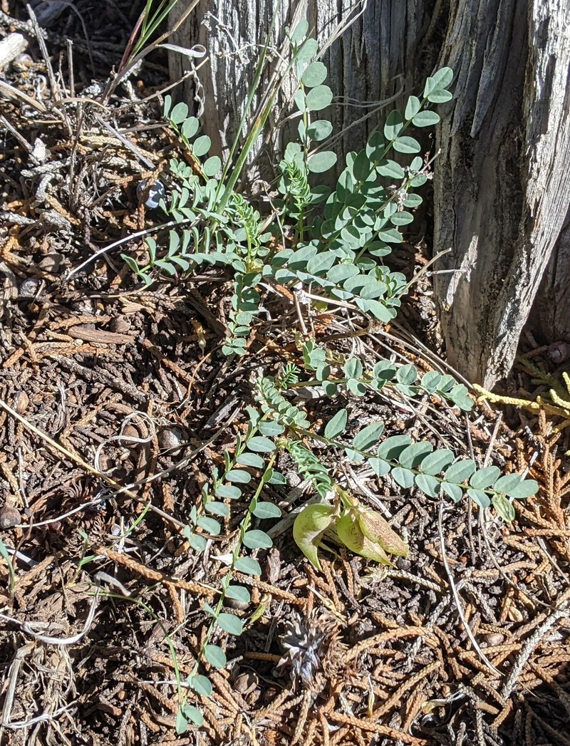 Astragalus oophorus var. caulescens photo 7