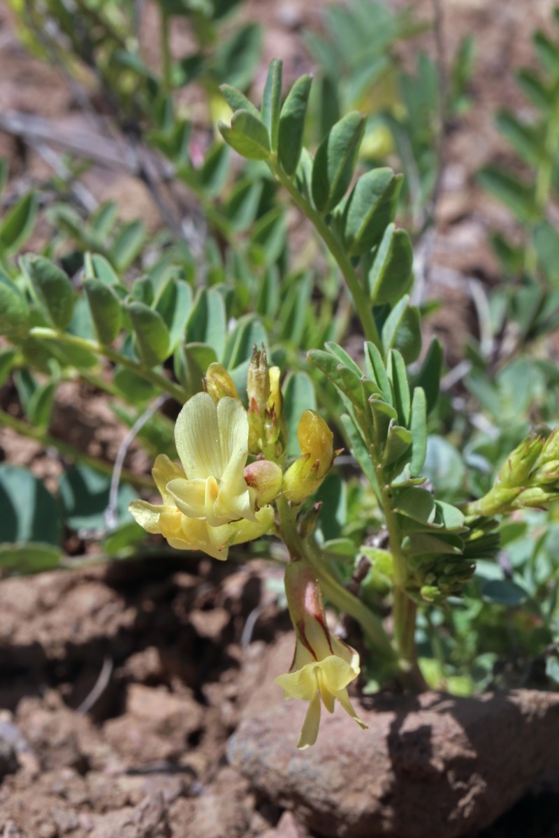 Astragalus oophorus var. caulescens photo 8
