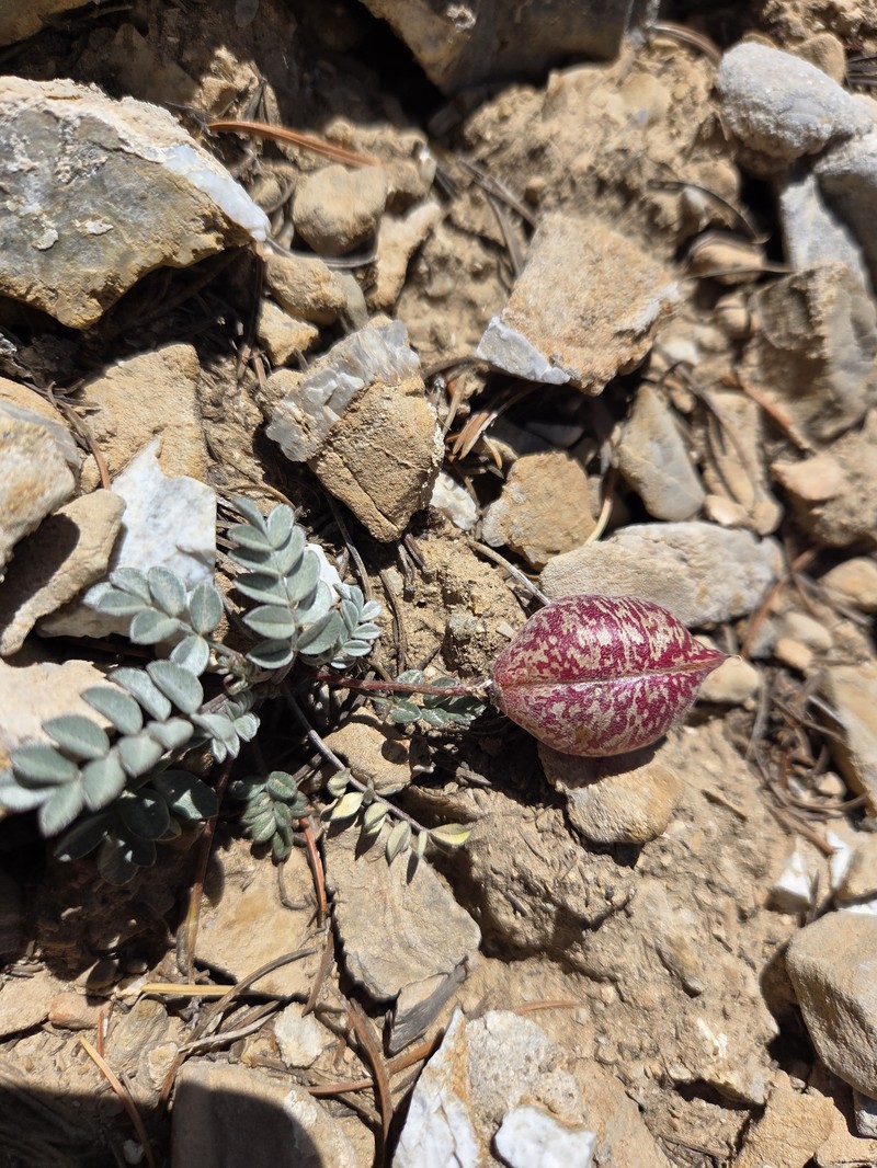 Astragalus oophorus var. clokeyanus