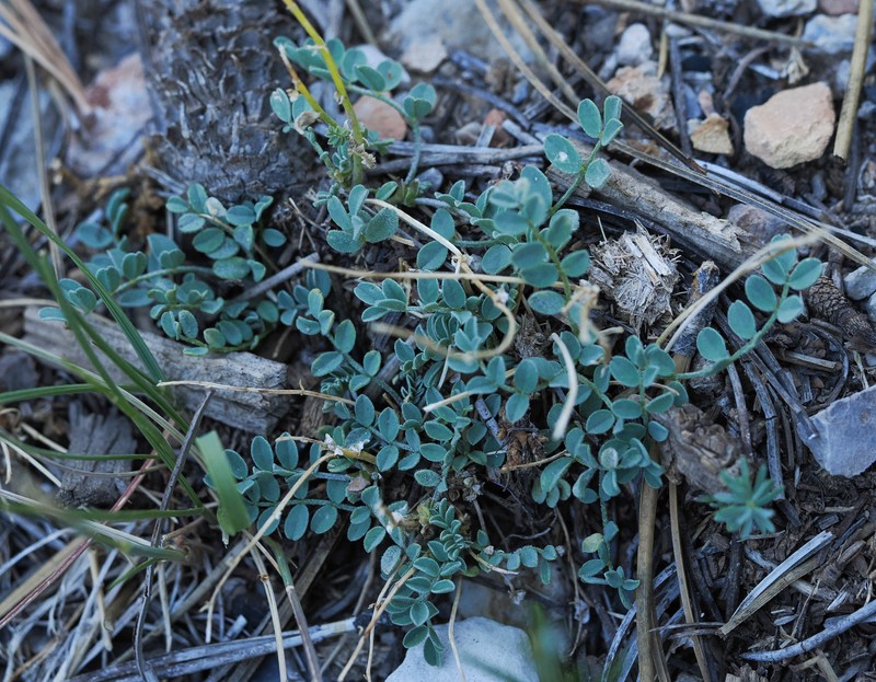 Astragalus oophorus var. clokeyanus photo 2