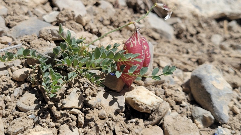 Astragalus oophorus var. clokeyanus photo 3