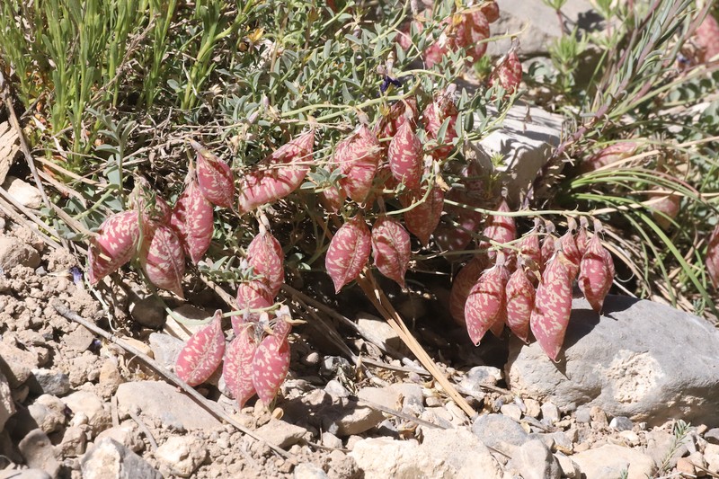 Astragalus oophorus var. clokeyanus photo 4