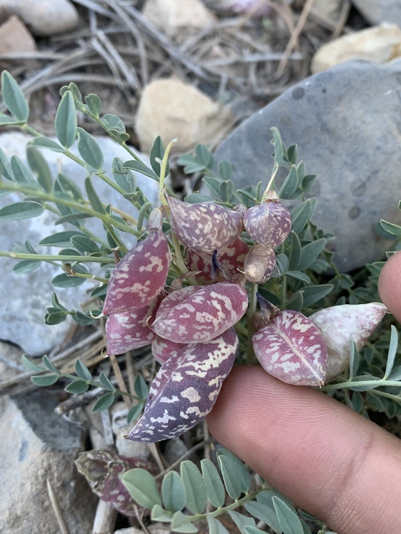 Astragalus oophorus var. clokeyanus photo 5