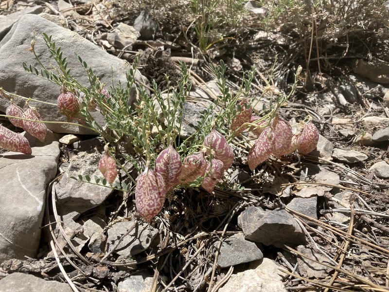 Astragalus oophorus var. clokeyanus photo 6