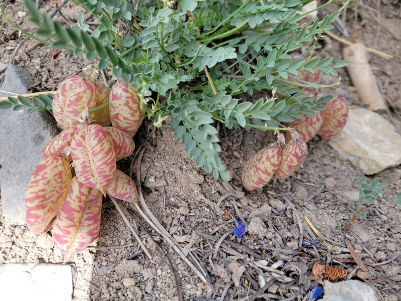 Astragalus oophorus var. clokeyanus photo 7